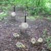 Photo: Canada Geese Are Really Cute As Goslings
